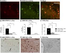 Other r names for girls rank high on international popularity lists. Rfamide Related Peptide Neurons Modulate Reproductive Function And Stress Responses Journal Of Neuroscience
