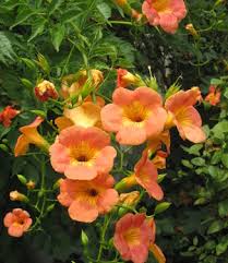 Image result for Carapa grandiflora