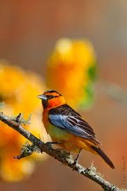 Small Black Bird With Orange Wings And Tail Bullock S Oriole Beautiful Birds Colorful Birds Wild Birds