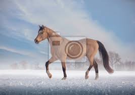 Ihr möchtet eure pferde verkaufen? Buckskin Hengst Schritte Auf Schnee Im Winter Auf Himmel Hintergrund Fototapete Fototapeten Schnelles Pferd Reitsport Wildleder Myloview De