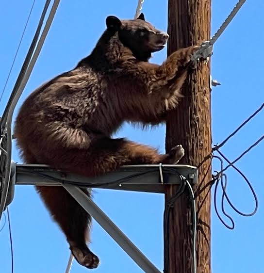 Photos Show Brown Bear Climbing Arizona Utility Poles - Newsweek