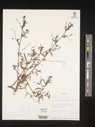 Image result for Aeschynomene baumii