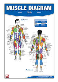 It should be noted that there are many more muscles in the body that are not addressed by this muscle anatomy diagram, however the muscles that are of primary interest from a fitness and exercise. Amazon Com Male Muscle Diagram 9780973941111 Andre Noel Potvin Productive Fitness Books