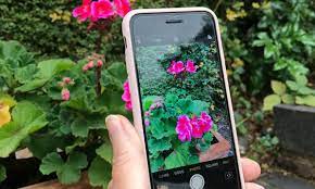 Maybe you would like to learn more about one of these? Want To Identify A Plant 4 Of The Best Free Gardening Apps