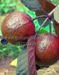 Manfaat dan khasiat jambu biji ternyata setara dengan buahnya yang juga bisa menyembuhkan beberapa penyakit dan juga untuk perawatan kecantikan. Jual Jambu Biji Ungu Australia 082332224620 Gudang Bibitku