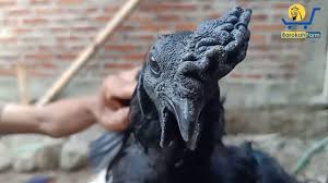 Video Tes D4r4h Ayam Cemani Asli Permintaan Calon Buyer Asli Ternak Ayam
