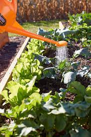 If you take care of your mums, they'll be a beautiful addition to your garden! How To Plant A Fall Vegetable Garden Better Homes Gardens