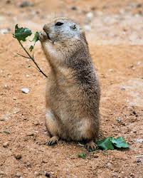 Image result for Cynomys gunnisoni obrázek