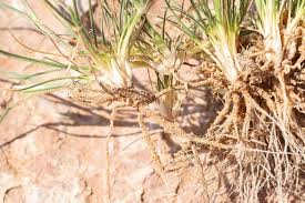 Image result for Rhynchosia micrantha