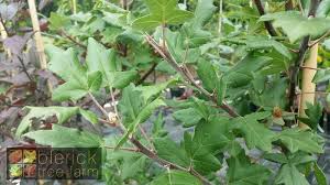 Maybe you would like to learn more about one of these? Malus Trilobata White Flowering Crab Apple Blerick Tree Farm