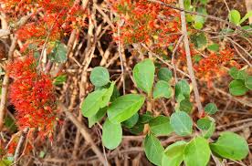 Image result for Combretum microphyllum