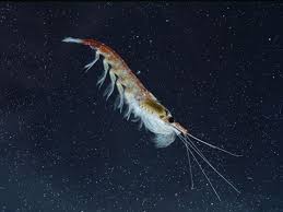 Biotic Factors Found In The Ocean Ocean Abiotic Factors Sea Life Creatures Ocean Creatures Antarctic Animals