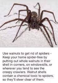 Keep Your Home Spider Free Get Rid Of Spiders Spiders Repellent Natural Spider Repellant