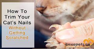 Hold the trimmers in one hand and the cat's paw in the other. How To Trim Your Cat S Nails Without Getting Scratched