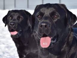 150 Dog Names That Start With C Dog Names Dogs Best Dog Names