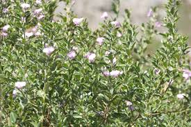 Image result for Podalyria