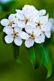 We did not find results for: Apple Tree Blossom White Flowers On A Stock Image Colourbox
