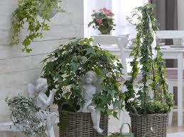 11 Zimmerpflanzen Fur Dunkle Ecken Pflanzen Zimmer Pflanzen Zimmerpflanzen