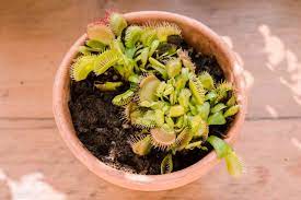 For best venus flytrap care, keep the environment humid and the soil moist but don't let the plants stand constantly in water. Venus Fly Trap Plant Care And Growing Guide