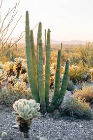 The casa grande ruins national monument preserves the remains of an ancient farming community. A Guide To Organ Pipe Cactus National Monument Fresh Off The Grid