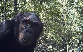 The giant chimpanzee society of the congo that are able to take down lions. Bili Apes Lion Killers Dinoanimals Com