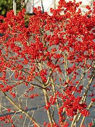 Winter red winterberry is ideal as a foundation plant or in a hedge. Ilex Berry Poppins Bluestone Perennials