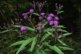 Image result for Vernonia kirkii