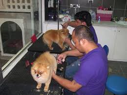 We did not find results for: Grooming For Dog Dubai Affordable Dog Grooming Dubai Mobile Pet Grooming Dog Groomer On Wheels Dog Groomers Dubai Dog Grooming Dubai Dog Grooming Home Service Dog Grooming Near Me Dog Grooming