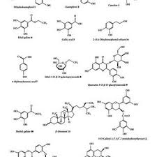 Image result for Elephantorrhiza goetzei