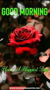 Our photos can be used on tumblr, facebook, and other websites. Love Quotes Morning Quotes Videos Good Morning Quotes Videos Good Morning Q In 2020 Good Morning Images Flowers Good Morning Flowers Quotes Good Morning Flowers