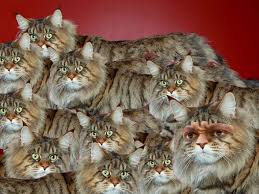 The origins of the maine coon, however, are shrouded in mystery. Frank Ntilikina Isn T A Dog He S A Maine Coon Cat Posting And Toasting