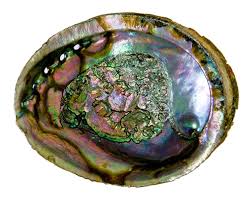 In pinna, the tablets are rectangular, with symmetric sectors more or less soluble. Wholesale Abalone Shell 5 6
