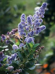 Best Plants For Butterflies For The Northwest Better Homes Gardens