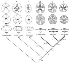 Sand dollars burrow beneath the sand of the sea floor to protect themselves from predators and debris. Sand Dollar Anatomy Anatomy Drawing Diagram