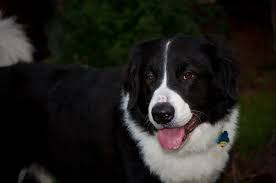 Black And White Collie Mix Gus The Border Collie Lab Great Pyrenees Mix Great Pyrenees Collie Critter