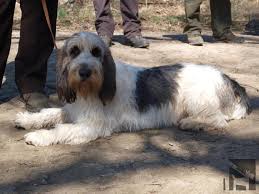 Image result for malý vendéeský hrubosrstý honič