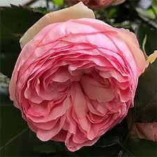 We are often asked to provide a list of nurseries that offer a selection of david austin's roses for sale. Pierre De Ronsard Classic Climbing Rose Eden Rose Nurseries Online