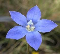 Image result for Wahlenbergia androsacea
