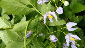 Image result for Solanum seaforthianum