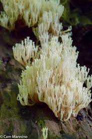 Accordingly, lion's mane is a great mushroom for beginning mushroom hunters. White Coral Mushroom Natural Areas Notebook