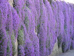 Pin On Gardening Ideas Tips