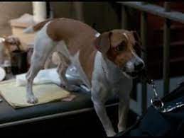 milo dogs cat gif action comedy movies