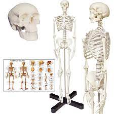 As many of these bones cannot move at all, we can simplify the basic structure of the hand: Human Skeleton Anatomy Model With Metal Stand 33 5 Inches Human Skeleton Model With Movable Arms And Legs Including Anatomical Skeleton Model Colorful Chart Amazon Com Industrial Scientific