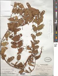 Image result for Baissea