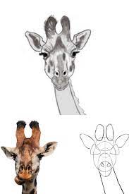 Pour réaliser une girafe, il vous suffit de baisser le majeur à moitié. Epingle Sur Apprendre A Dessiner Avec Dessindigo