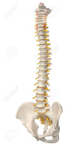 This diversity is related to the my name is kruno, and i'm the owner and author of bodybuilding wizard. Skeletal Human Spine And Vertebral Column Or Intervertebral Discs Stock Photo Picture And Royalty Free Image Image 141533665