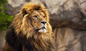 Mientras tanto, simba persigue a scar hasta la cima de la roca del rey, donde scar intenta echarle la culpa a las hienas de ser las verdaderas autoras del plan. Esta Es La Razon Por La Que Los Leones Tienen Melena Supercurioso