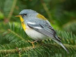 Black Bird With Blue Neck Ontario Northern Parula Ontario Birds Birds Ornithology