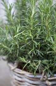 What plants are for remembrance. Rosemary Plants Are A Gift Of Love And Remembrance Chronicle Media
