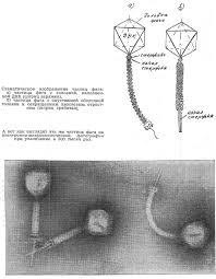 Schmidt as a loan for one year. Creature Features The Lively Narratives Of Bacteriophages In Soviet Biology And Medicine Notes And Records The Royal Society Journal Of The History Of Science